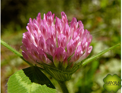 Клевер красный (0,5 кг)