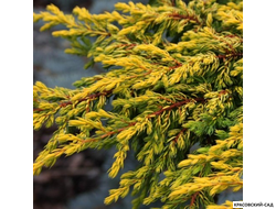 Можжевельник Голдшатц - Goldschat