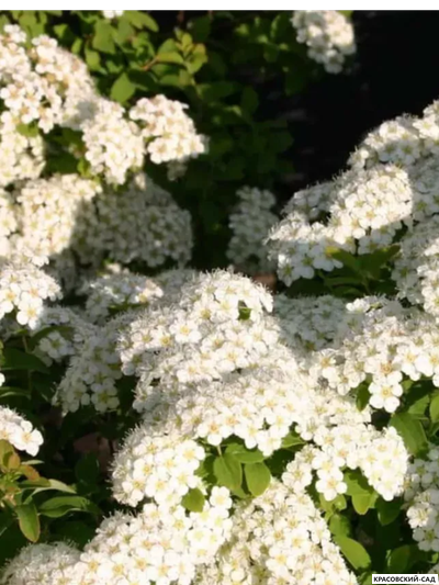 Спирея ниппонская Халвард Сильвер - Halward`s Silver