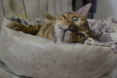 ДИВАН "ЛЮБИМЕЦ" 55х40x14 см