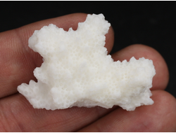 Коралл белый, коллекционный образец, Китай (40*29*18 мм, 9 г) №37629