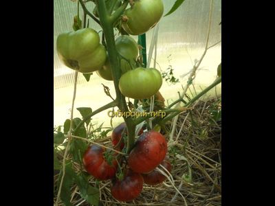 Томат Сибирский тигр (Siberian Tiger)