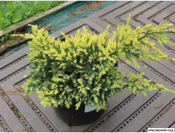 Можжевельник Дрим Джой - Dream Joy