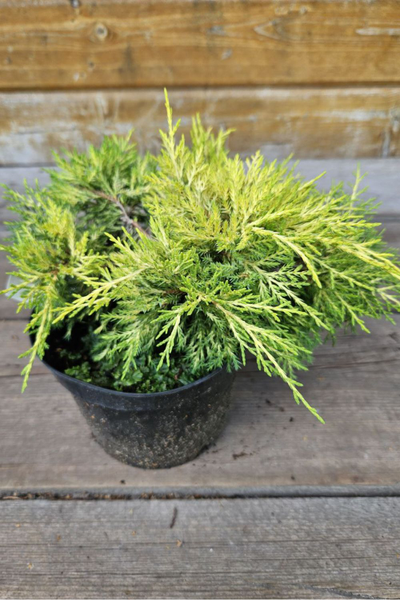 Можжевельник средний Golden Joy