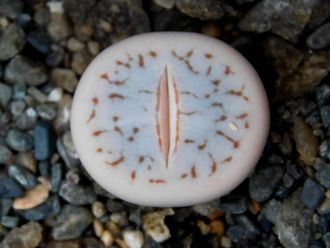 Lithops pseudotruncatella ssp.dendritica С384 (MG) - 10 семян