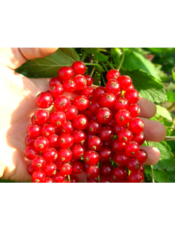 Смородина красная Мармеладница