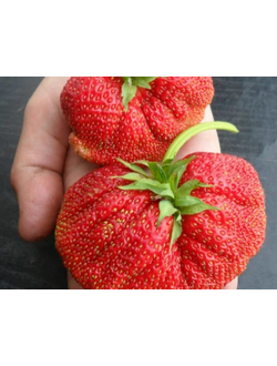 Гигантелла Максим