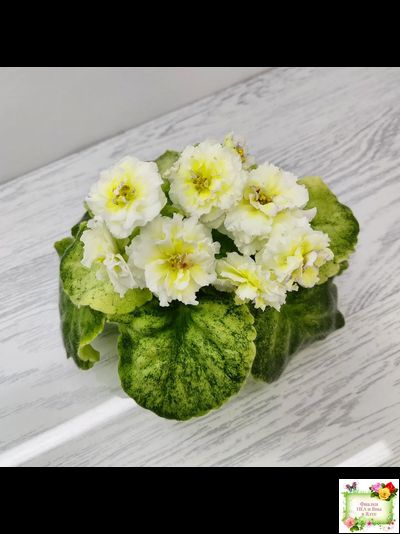 ЛЕ-Золото Нибелунгов Голд  (Е. Лебецкая) 2020 г. (лист укоренённый)