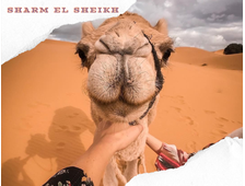 QUAD SAFARI &amp; CAMEL RIDE (MORNING OR AFTERNOON) FROM SHARM EL SHEIKH