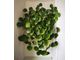 Pilea Peperomioides - Пилея пеперомиевидная, китайское денежное дерево, растение НЛО