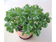 Crassula Arborescens Curly - Толстянка древовидная, Крассула кучерявая, нефритовое дерево