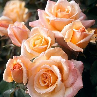 Таитиан сансет. Ч/Г, Dr. Keith W. Zary