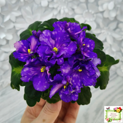 ДВ-Мегавольт (Д. Лягина) 2023 г. (гёрл-листва)