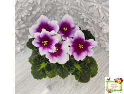 ЛФ-Посмотри в Глаза (Л. Федосеева) 2022 г. (детка)