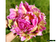 Paeonia Pink Spritzer