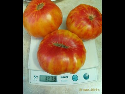 Томат Бурракерские любимцы (Burracker's Favorite)