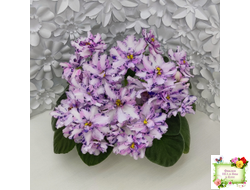 МК-Ветер Перемен (М. Карпова) химера стандарт (стартер сорт)