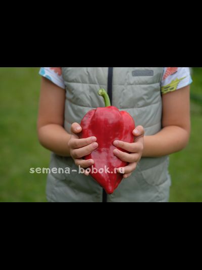 Перец сладкий Новгородец (название условное), 10 шт