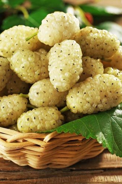 Шелковица белая