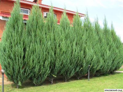 Можжевельник Блю Эрроу - 1 метр