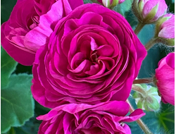 П236 Пеларгония ИВ Есфирь Прекрасная укорененный черенок