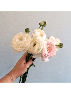 Ранункулюс в ассортименте