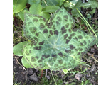 Podophullum Spotty Dotty