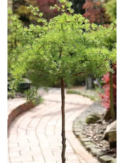 Лиственница японская Diana (на штамбе)