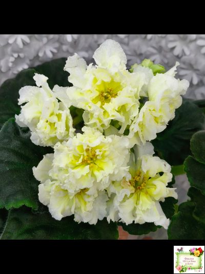 МК-Белый Янтарь (М. Карпова) 2023 г.