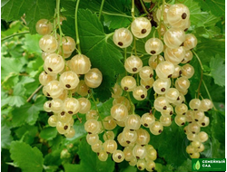 Смородина белая "Баяна"