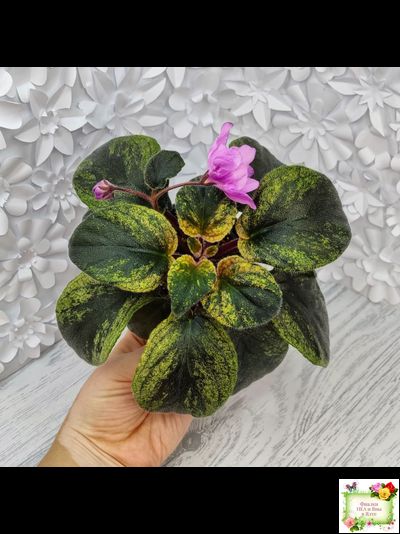 Pink Tulip Gold (японская селекция)