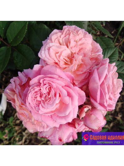 Амаретто (Amaretto)