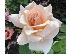 Галина Баскакова роза