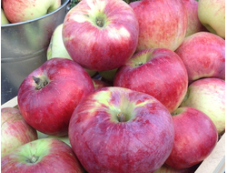 Память Ульянищева(яблоня)