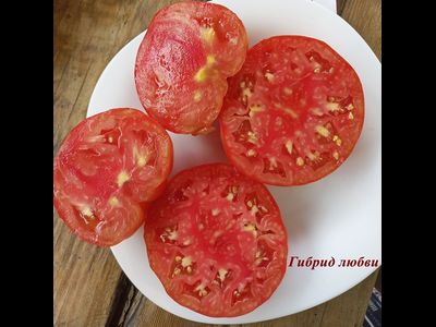 Томат Гибрид любви