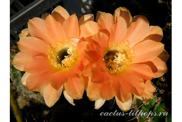 ECHINOPSIS hybrid `AMSTEL`