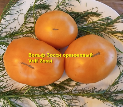 Томат Вольф Зосси оранжевый (Volf Zossi)