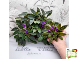 Senk's Azalea Trail (R.Follett/D.Senk) (9845) 01/30/2008 трейлер