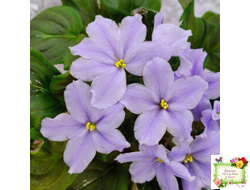 LV-Небо в Кармашке (Л. Шевелева) трейлер (пестролистный клакамас) сеянец