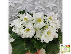 Dn-Macabeo (Д. Денисенко) 2019 г.