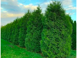 Туя Брабант черенки