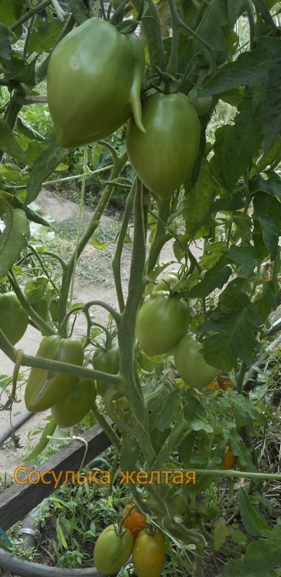 Томат Сосулька желтая
