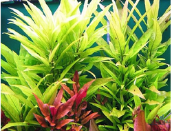 Гигрофила сиамская (горшок)