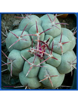 Thelocactus hexaedrophorus CSD 118