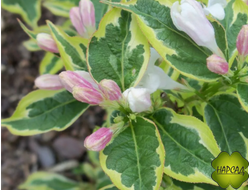 Вейгела "НАНА ВАРИЕГАТА" (цветущий саженец)