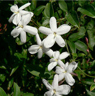 Цветочный воск Жасмин крупноцветковый (Jasminum grandiflorum) 10г