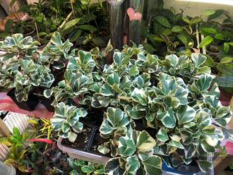 Ficus triangularis ‘White Margin’ / фикус треугольный белый