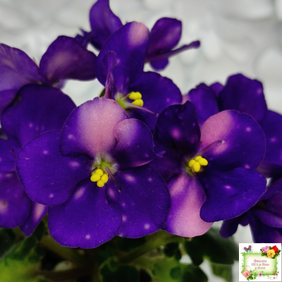 ВаТ-Горох на Десерт (Т. Валькова) 2020 г. (гёрл-листва)