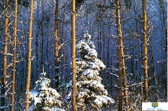 Лесные тайны, слайд-комплект (20 слайдов), начальная школа