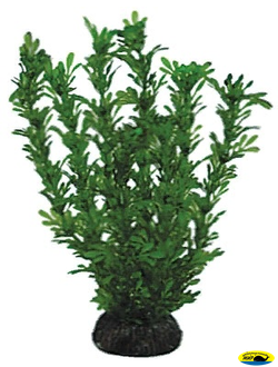 Ар0340 Растение Лигодиум 200мм